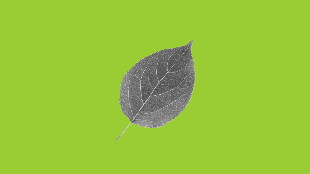 L’environnement